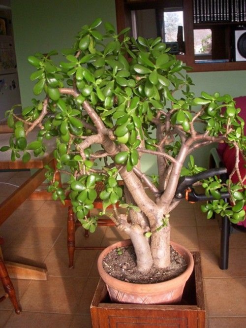 Best Jade Plant Arrangements 3
