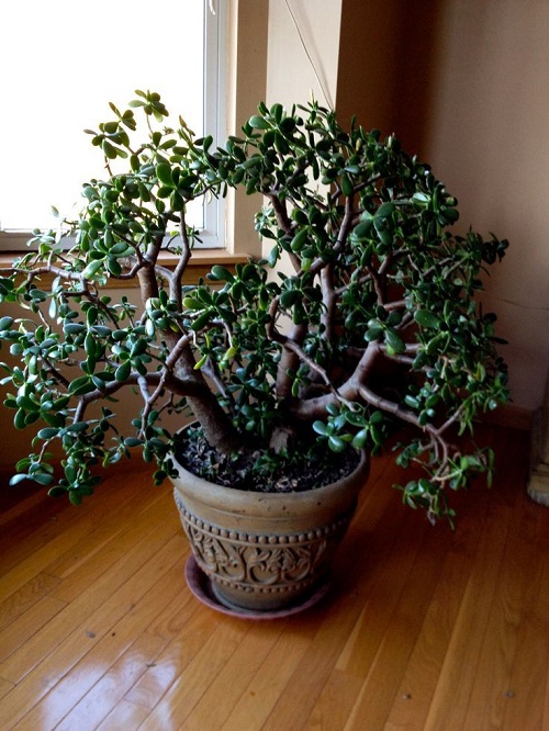 Best Jade Plant Arrangements 3