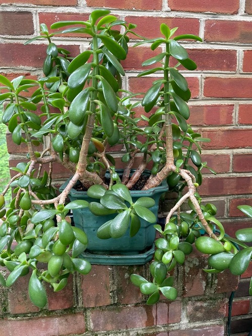 Best Jade Plant Arrangements 4