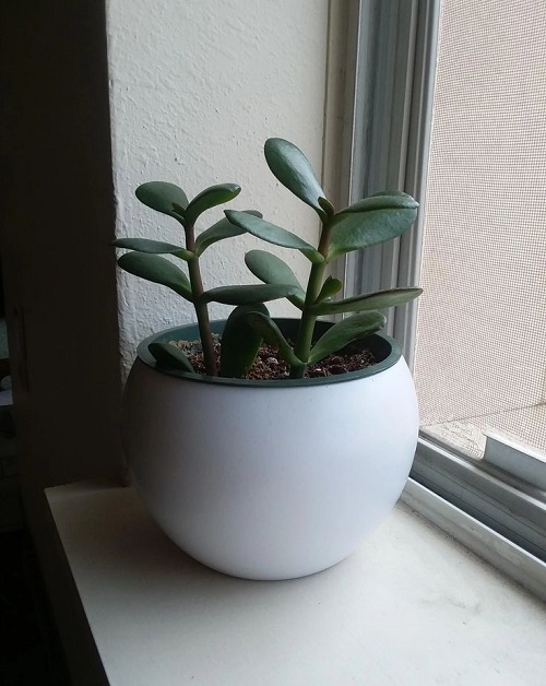 Best Jade Plant Arrangements 6