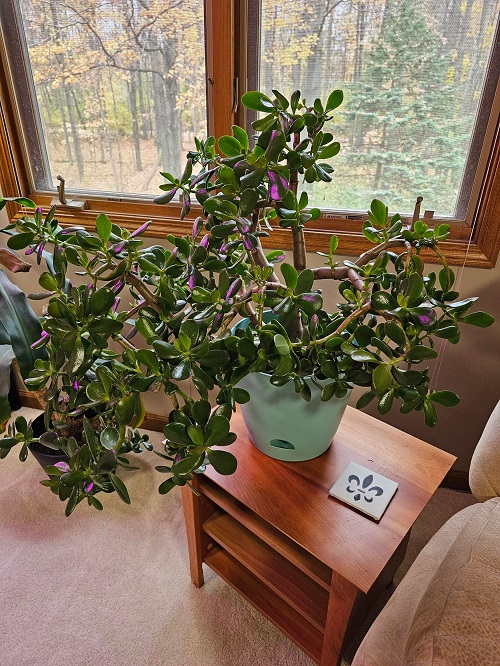 Best Jade Plant Arrangements 5