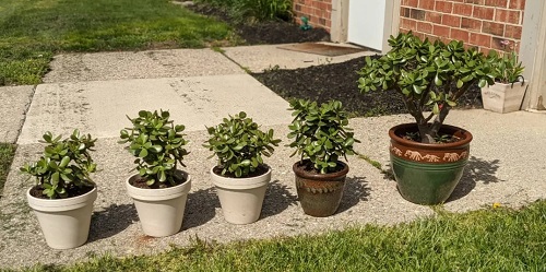 Top Jade Plant Arrangements 1