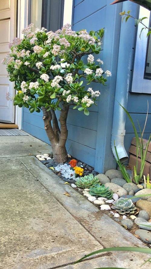 Jade Plant Arrangements 52