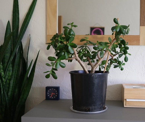 Top Jade Plant Arrangements 2