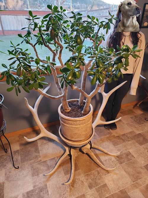 Top Jade Plant Arrangements 4