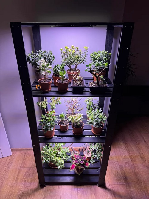 Top Jade Plant Arrangements 5