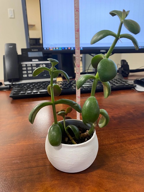 Top Jade Plant Arrangements 6