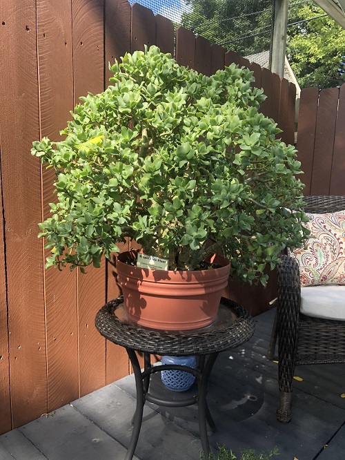 Jade Plant Arrangements 3