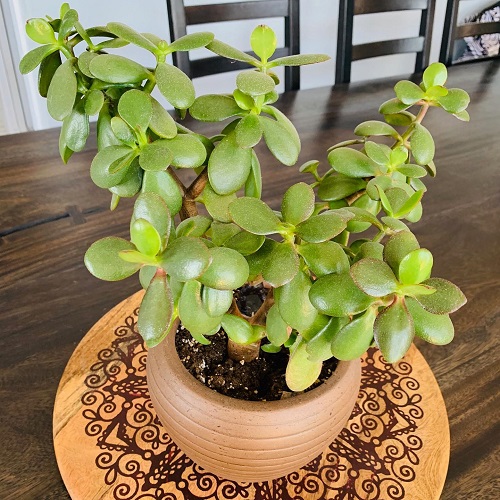  Regrow a Full Jade Plant&nbsp;in&nbsp;Water 1