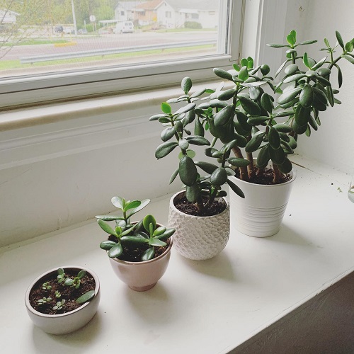 Stunning Jade Plant Arrangements 1