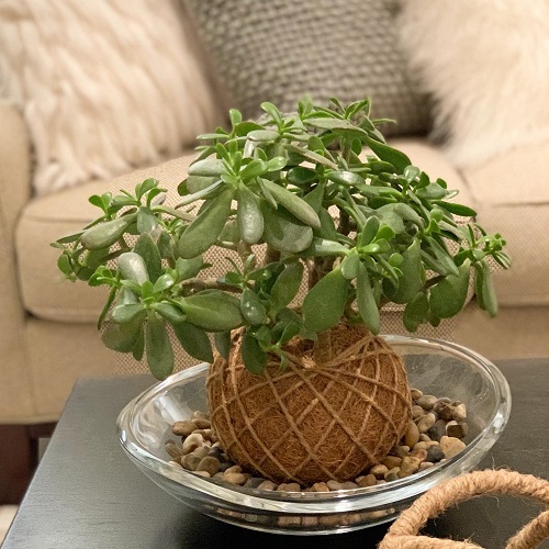 Stunning Jade Plant Arrangements 2