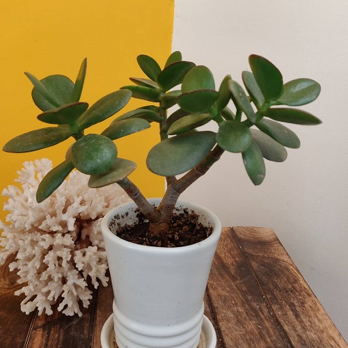 Stunning Jade Plant Arrangements 3