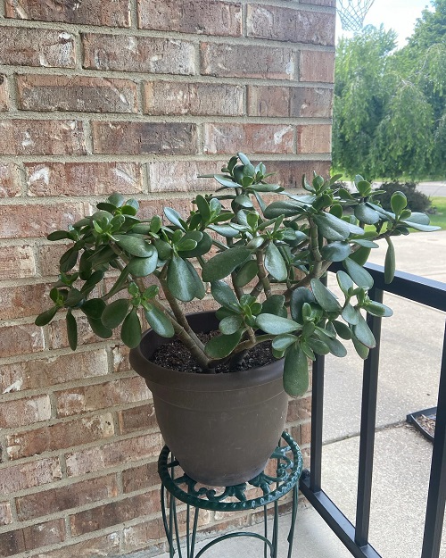 Stunning Jade Plant Arrangements 4
