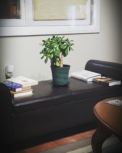 Stunning Jade Plant Arrangements 6
