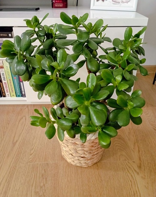 Jade Plant Arrangements 4