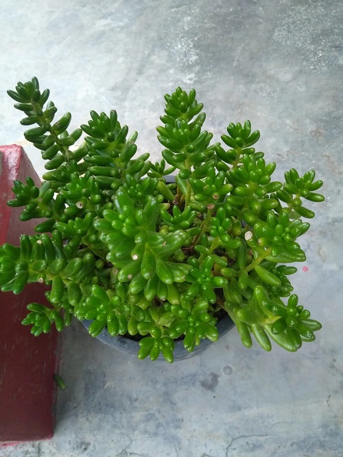 Jelly Bean Plants