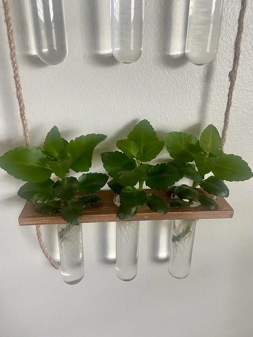 Kalanchoe in water