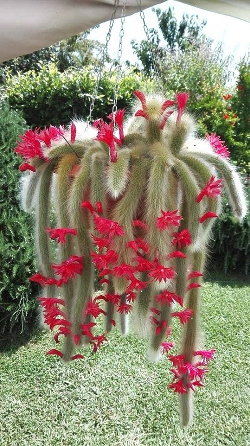 Stunning Succulent Vines 4