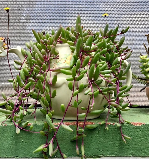 Beautiful Spilling Succulents 6