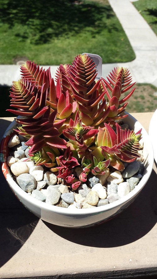 Best Succulents With Red Tips 6
