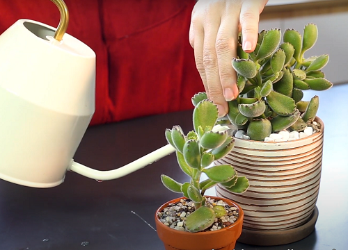Right Way to Water Succulents in Spring 2