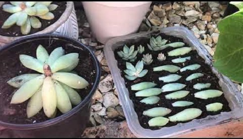 Succulents That Grow From Leaves 10