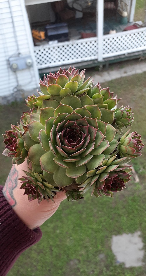Stunning Dark Purple and Black Sempervivums 4