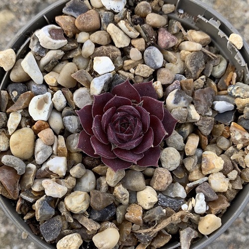 Stunning Dark Purple and Black Sempervivums 3