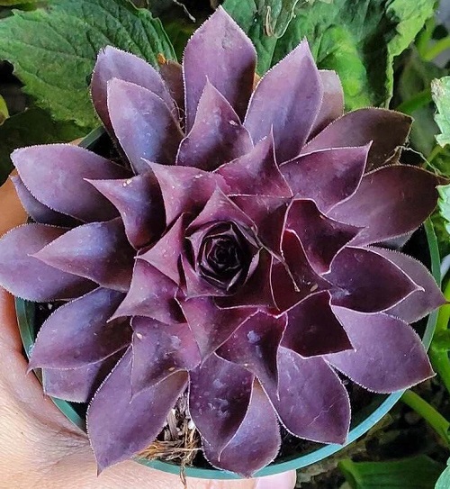 Stunning Dark Purple and Black Sempervivums 1