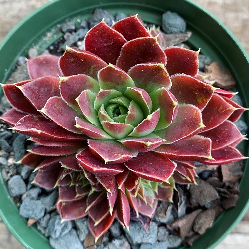 Best Dark Purple and Black Sempervivums 2