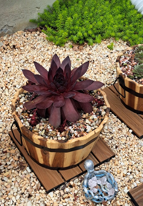 Best Dark Purple and Black Sempervivums 1