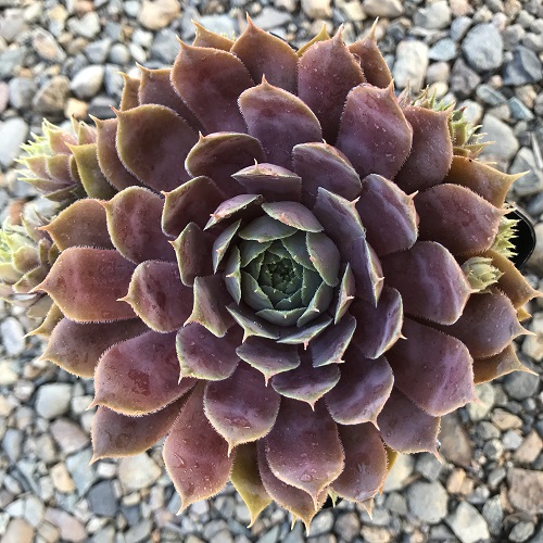 Stunning Dark Purple and Black Sempervivums 5