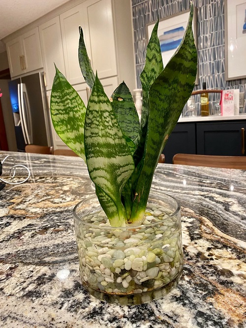 Succulents That Can Also Grow in Just Water 3