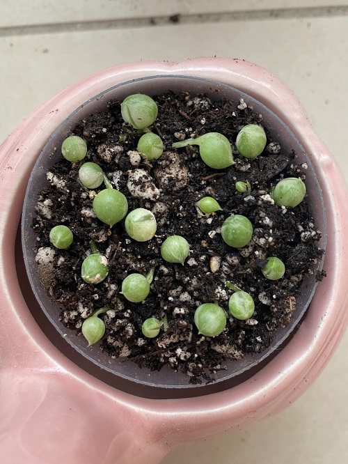 Succulents That Grow From Leaves 8