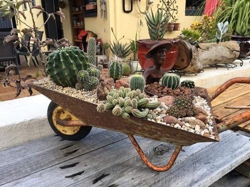  New Mini Cactus Garden 7