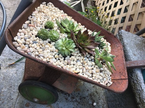 Succulent Arrangement in Garden Trolley 3