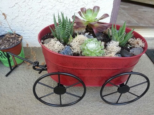 Best Succulent Arrangement in Garden Trolley  1