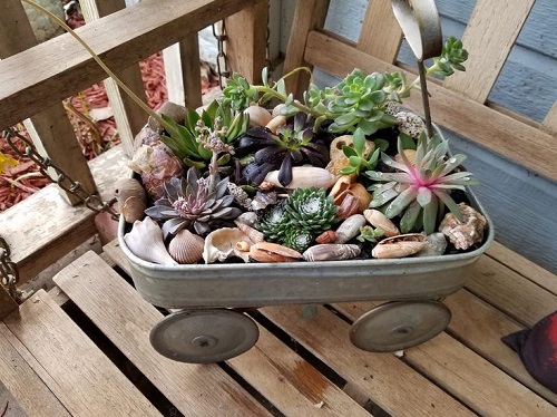 Best Succulent Arrangement in Garden Trolley  3