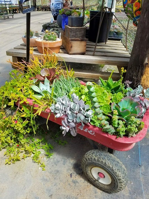 Best Succulent Arrangement in Garden Trolley  4