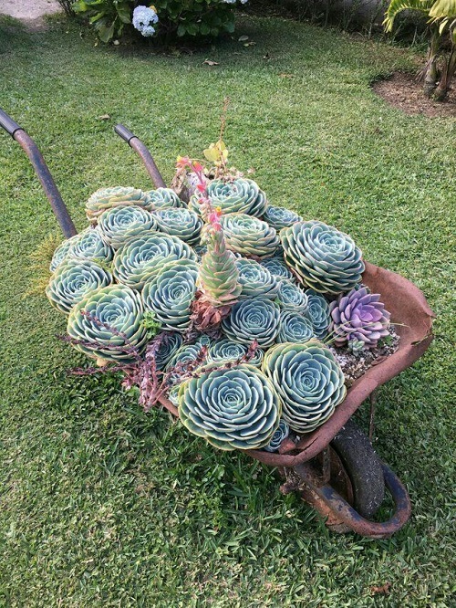 Succulent Arrangement in Garden Trolley 1