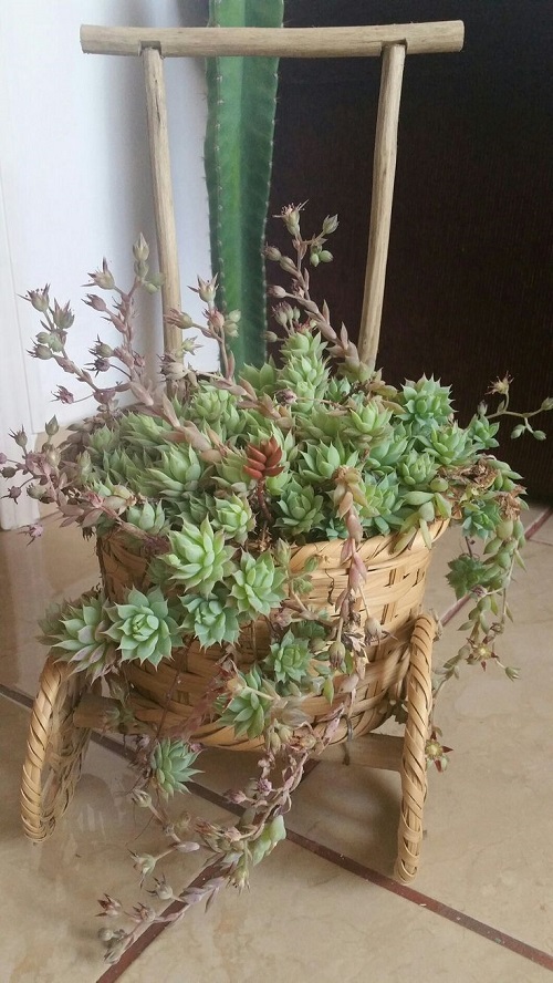 Succulent Arrangement in Garden Trolley 3