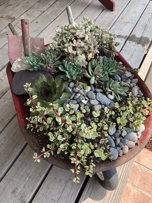 Succulent Arrangement in Garden Trolley 4