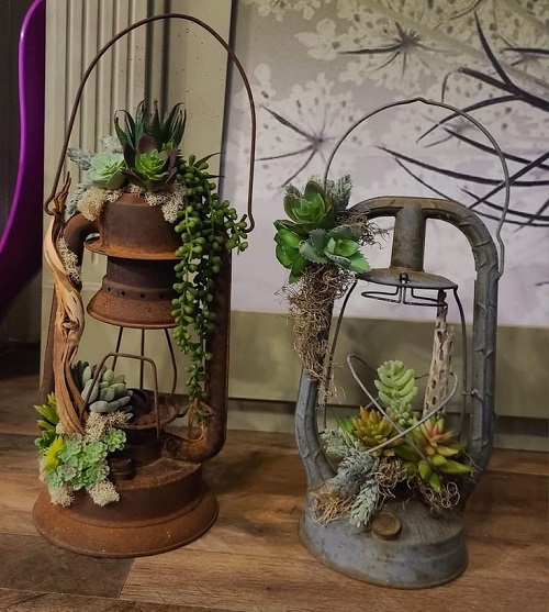 Top Succulent Arrangements in Lanterns 5
