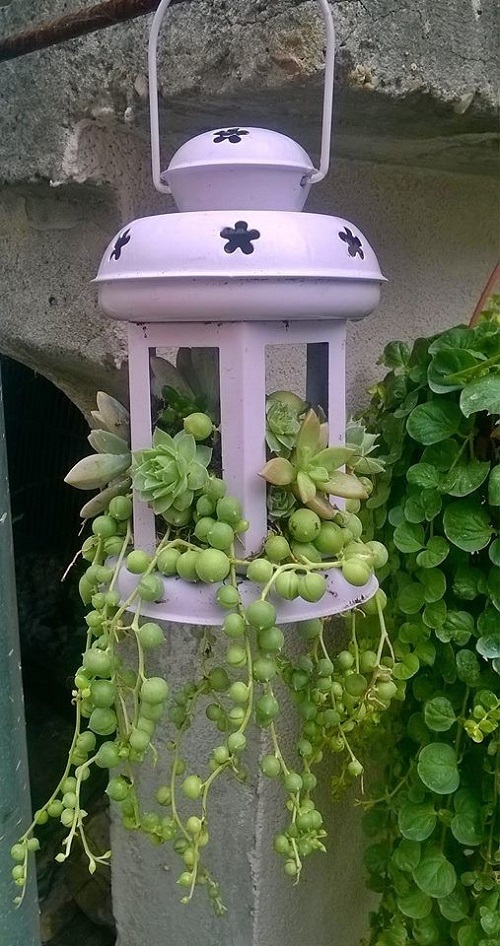 Best Succulent Arrangements in Lanterns 4