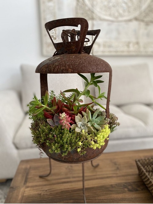 Best Succulent Arrangements in Lanterns 3