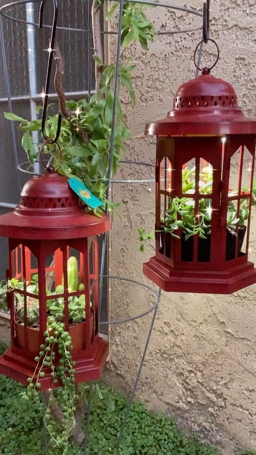 Best Succulent Arrangements in Lanterns 2