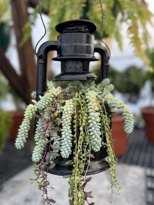 Best Succulent Arrangements in Lanterns 1