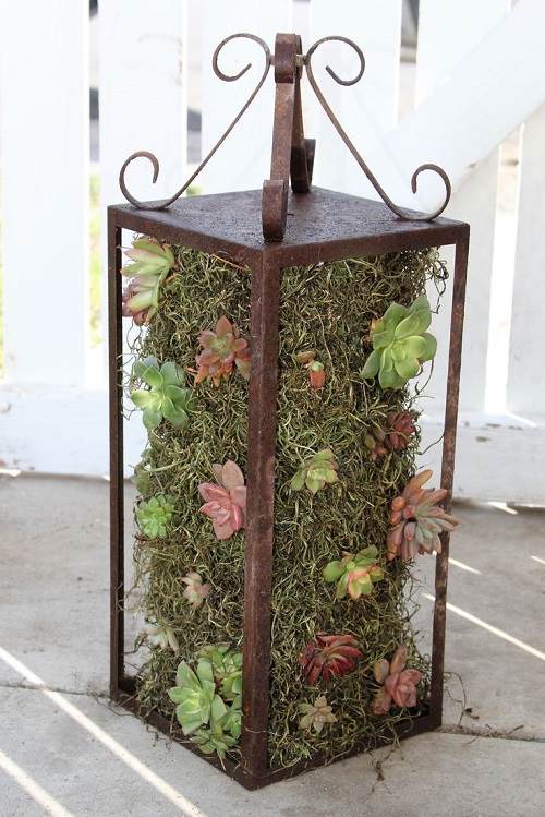 Succulent Arrangements in Lanterns 7