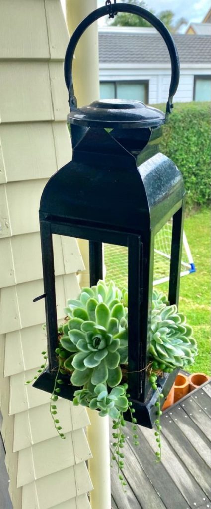 Succulent Arrangements in Lanterns 6