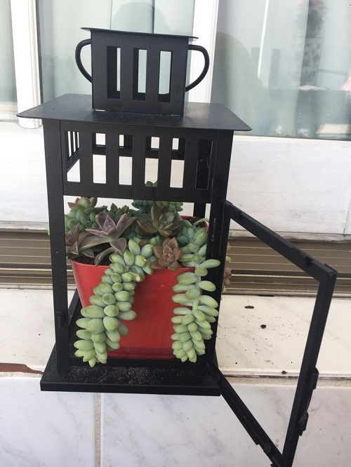 Succulent Arrangements in Lanterns 5